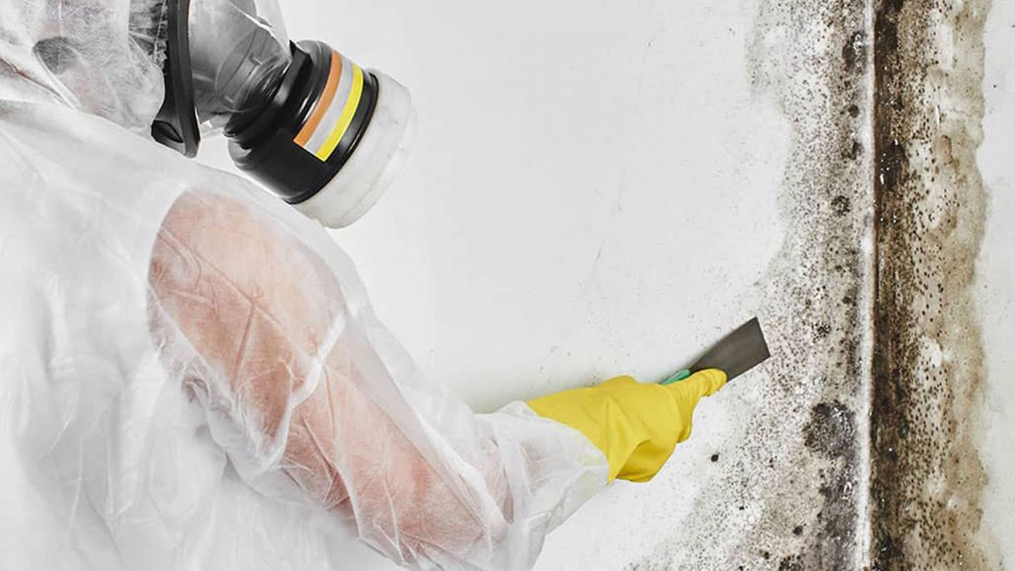 Mold Removal Services Thousand Oaks CA