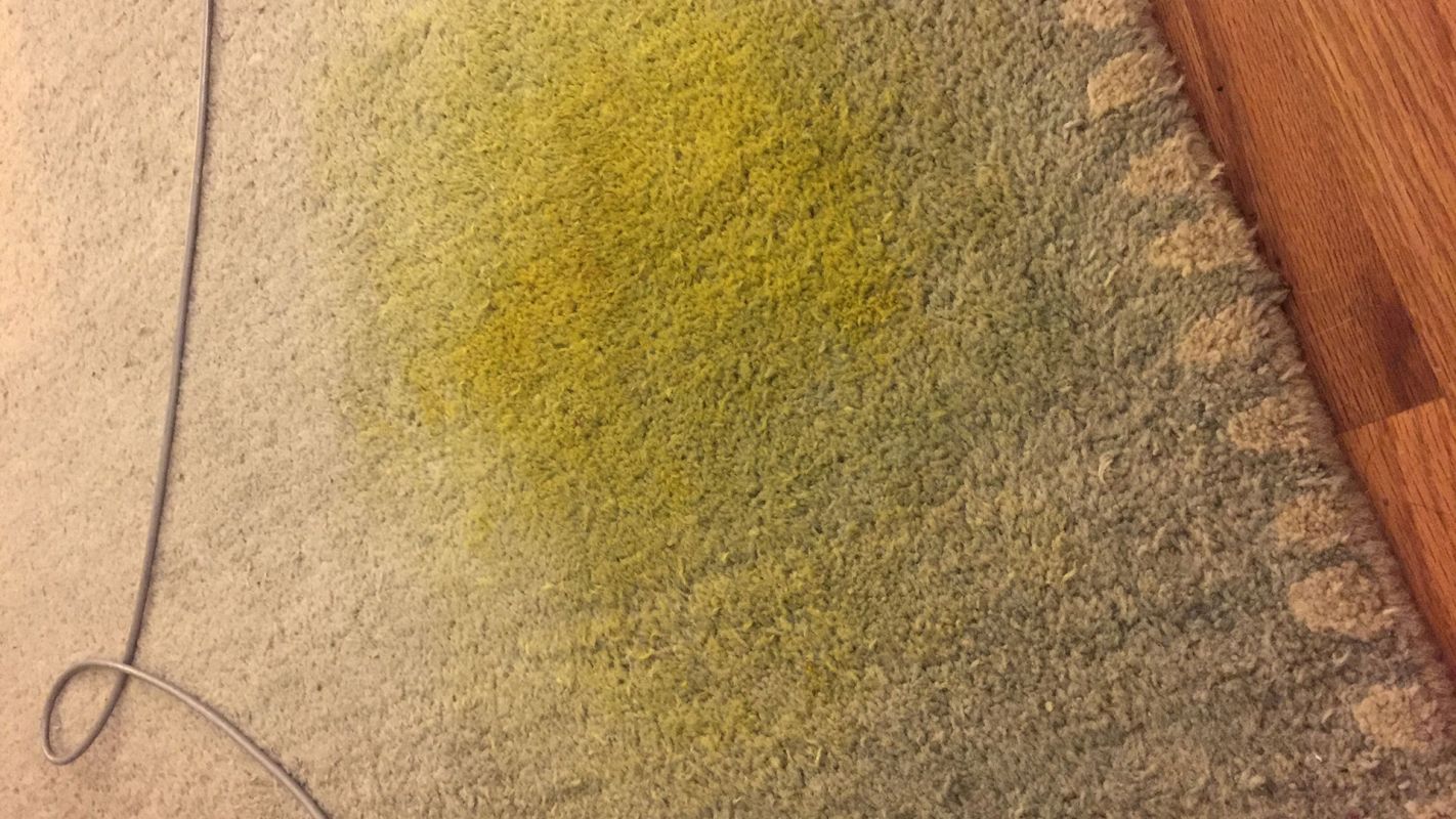 Carpet Turmeric Stain Removal Milwaukee WI