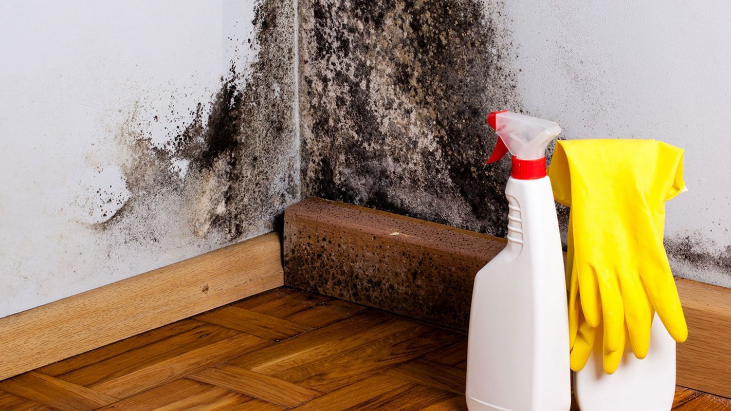 Residential Mold Remediation St. Clair Shores MI