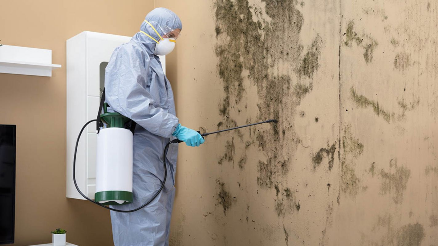 Mold Remediation Services St. Clair Shores MI