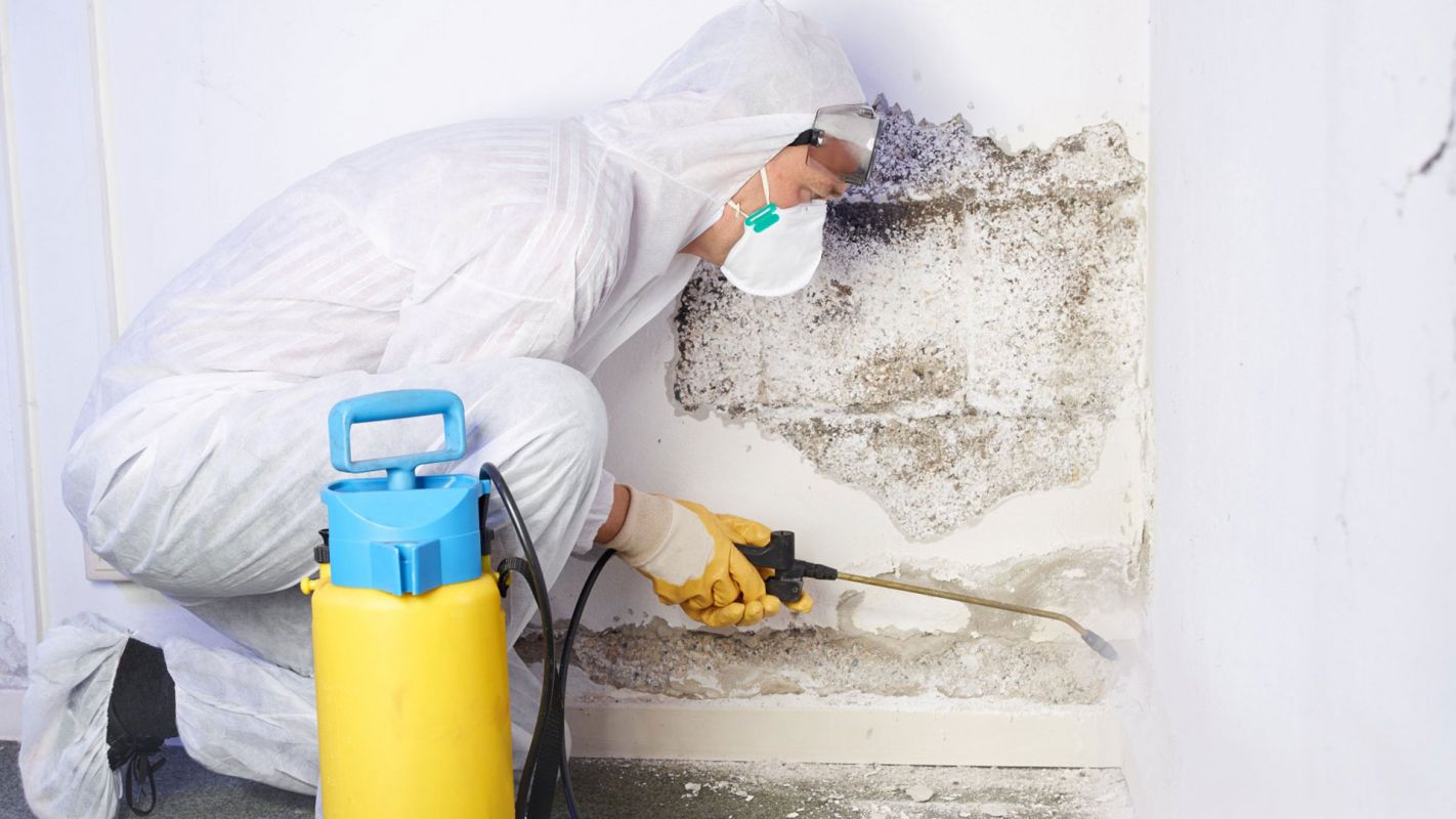 Mold Abatement Services St. Clair Shores MI