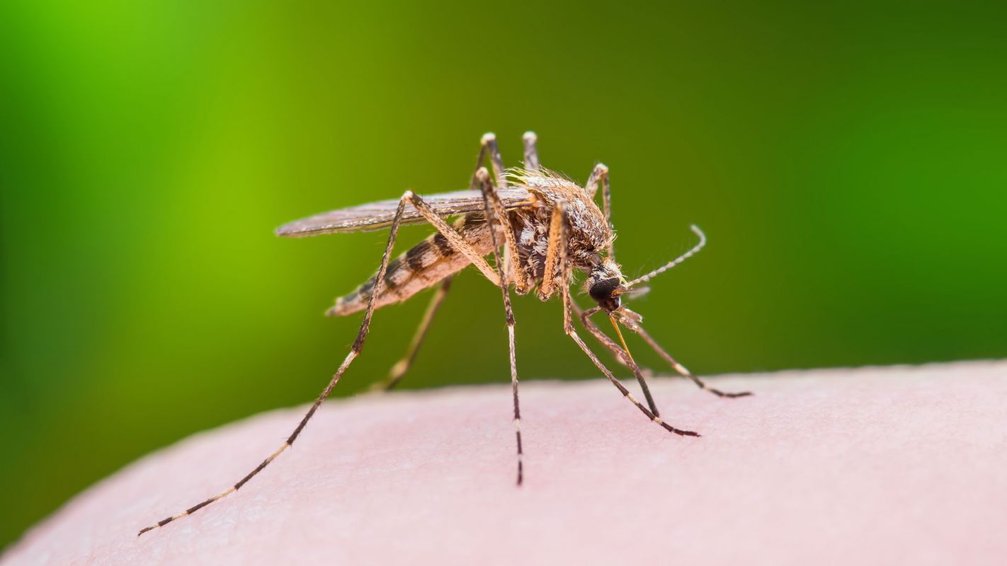 Mosquito Control Services San Bernardino CA
