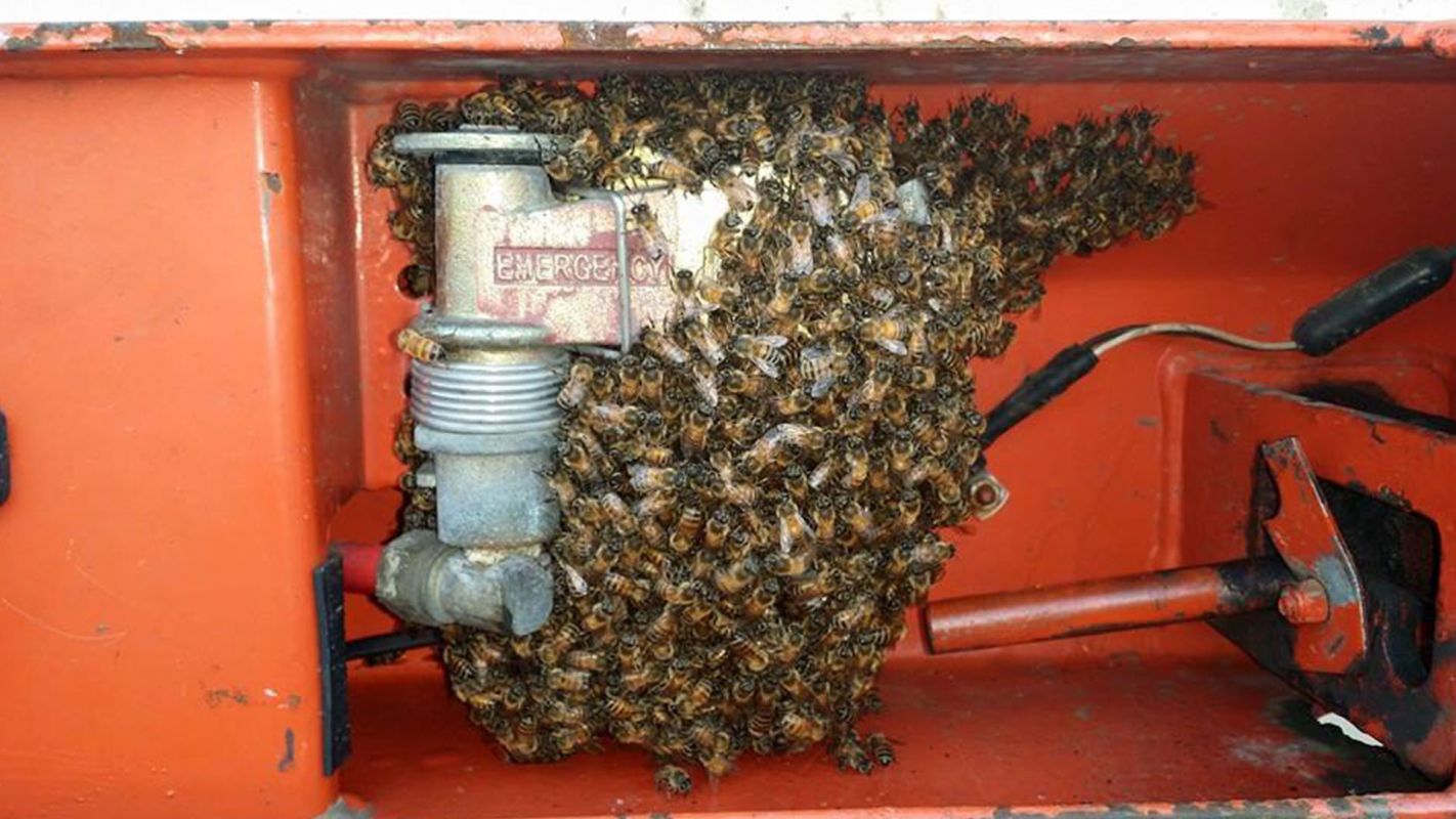 Honey Bee Removal Services San Bernardino CA