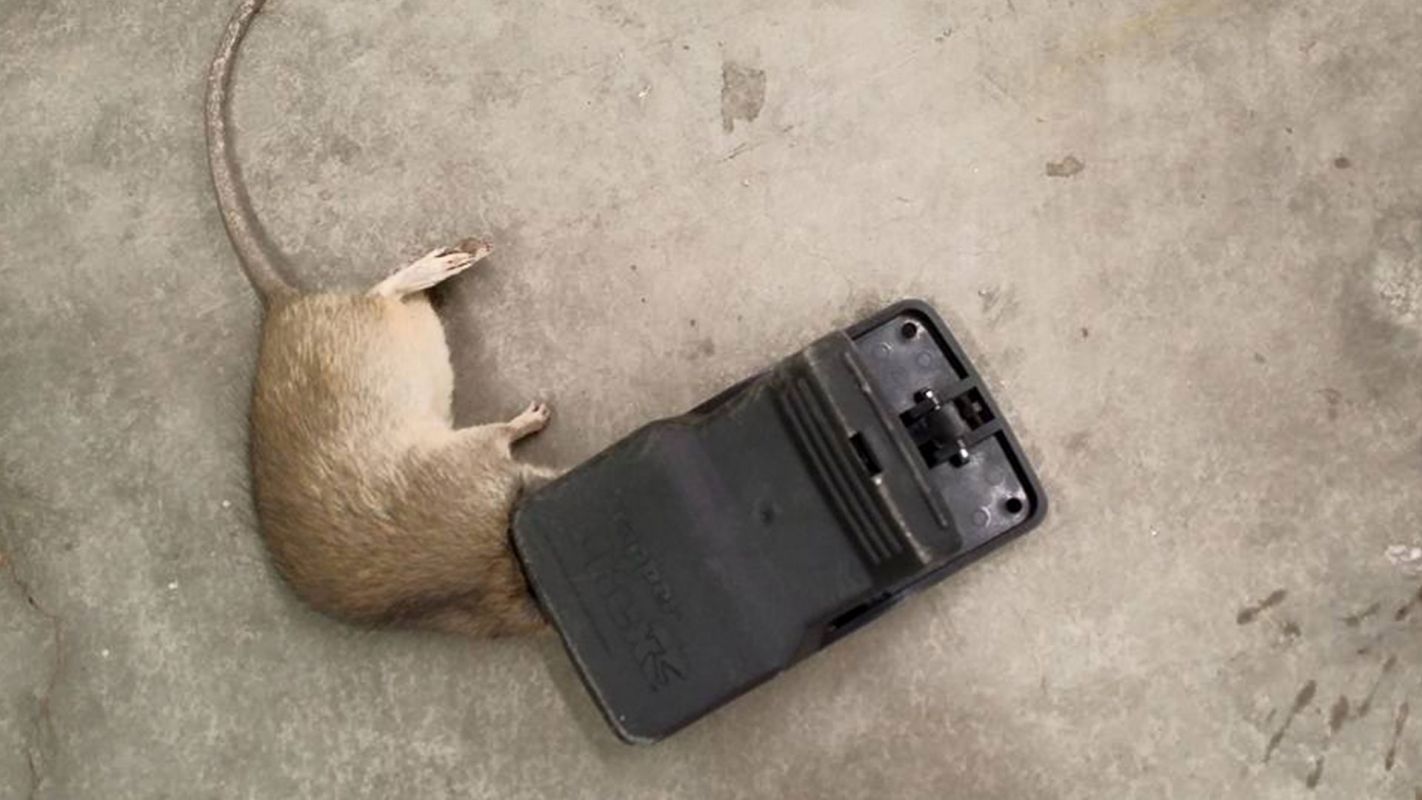 Rodent Removal Service Redlands CA