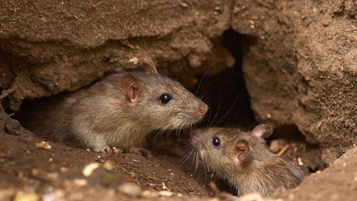 Affordable Rodent Removal Service Redlands CA
