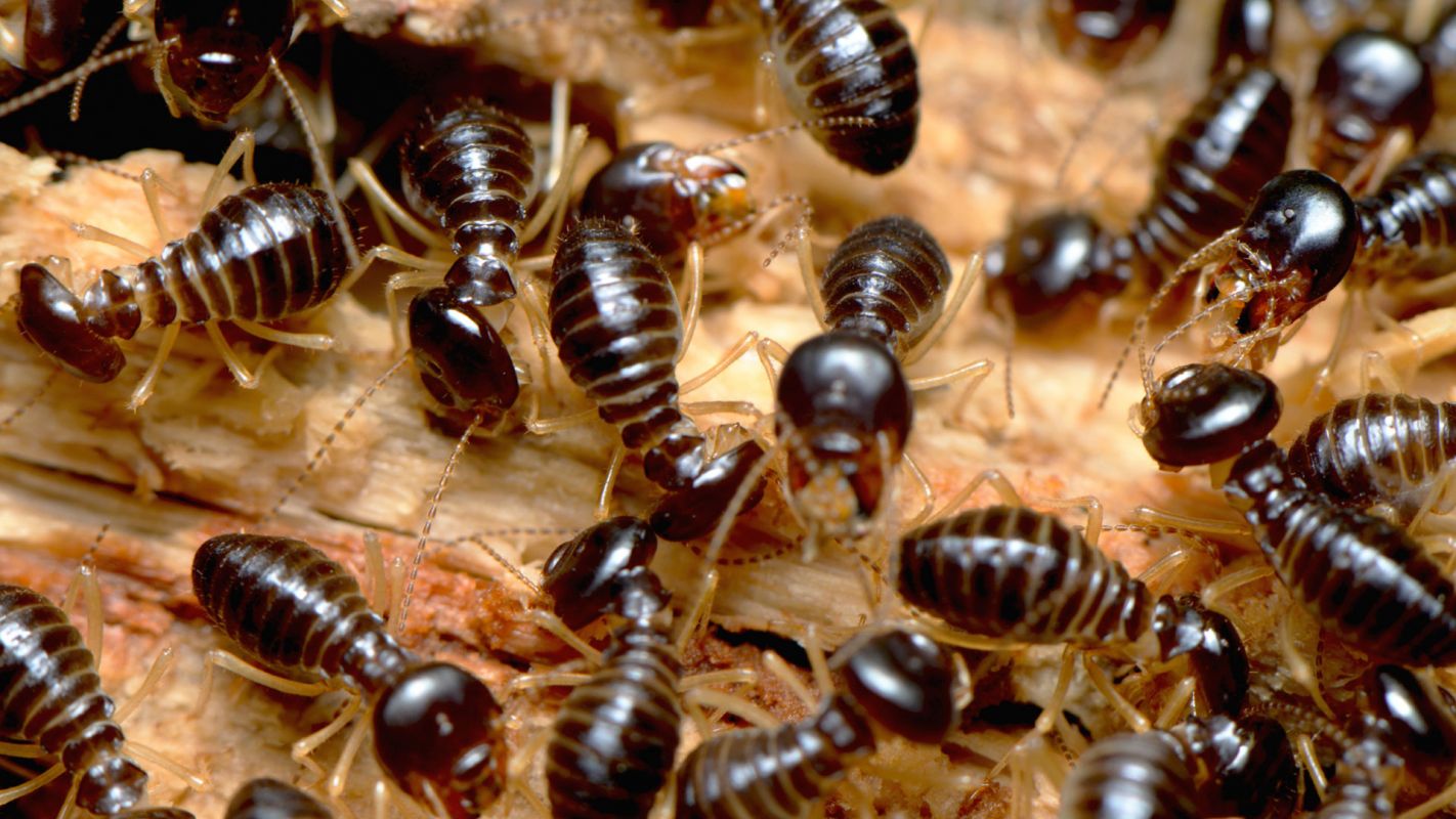 Termite Control Services Redlands CA