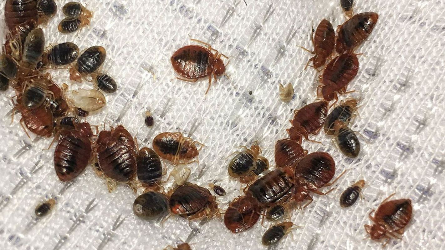 Bed Bugs Exterminator Service Rialto CA