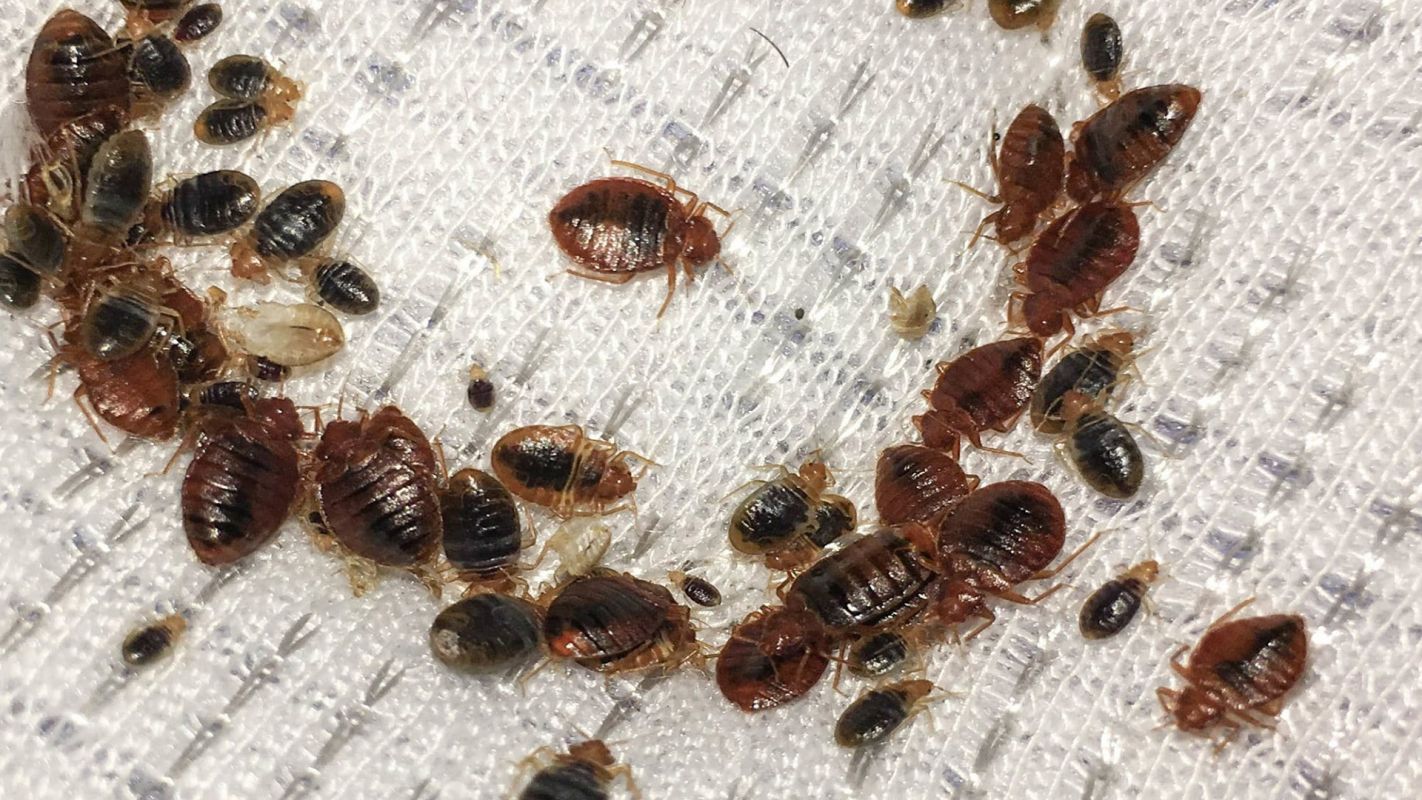 Bed Bug Control White House TN