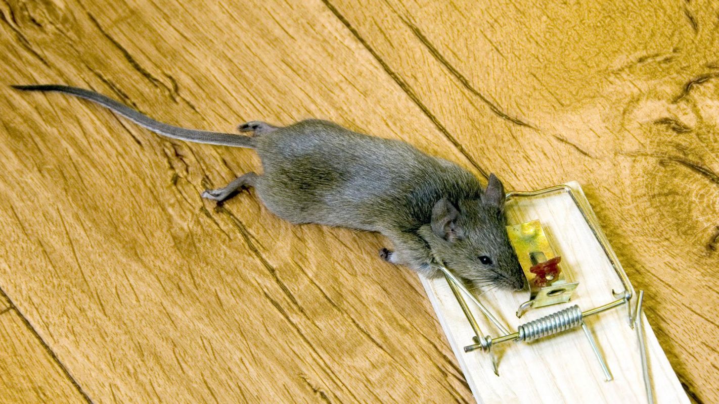 Mouse Infestation Cleanup San Jose CA