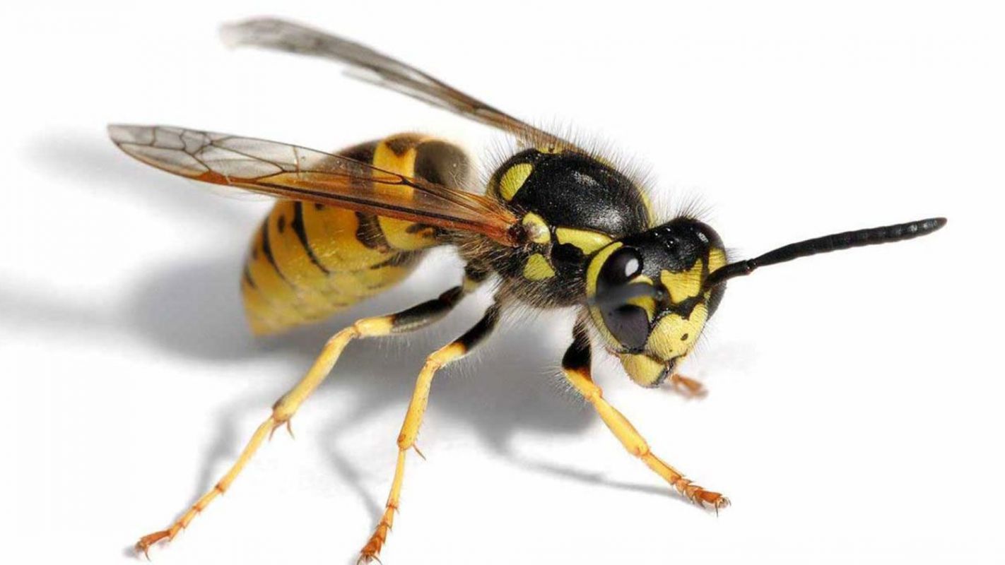 Wasp Control Services Farmington MI