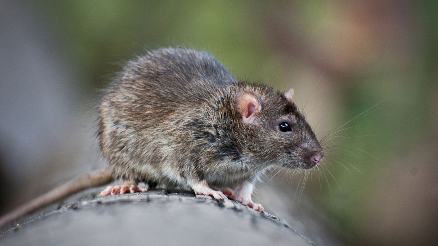 Rodent Control Services Farmington MI