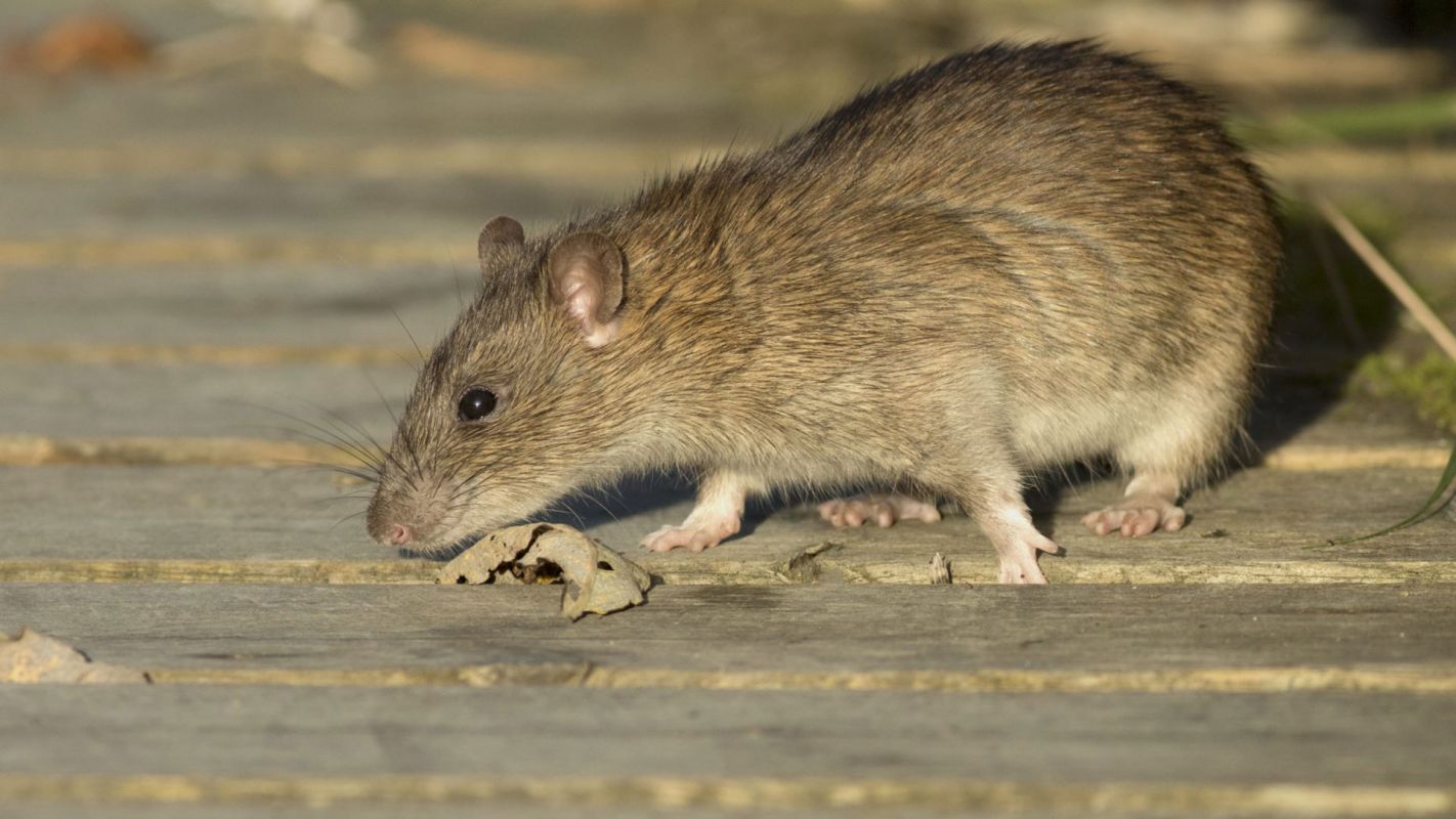 Rat Control Services Southfield MI