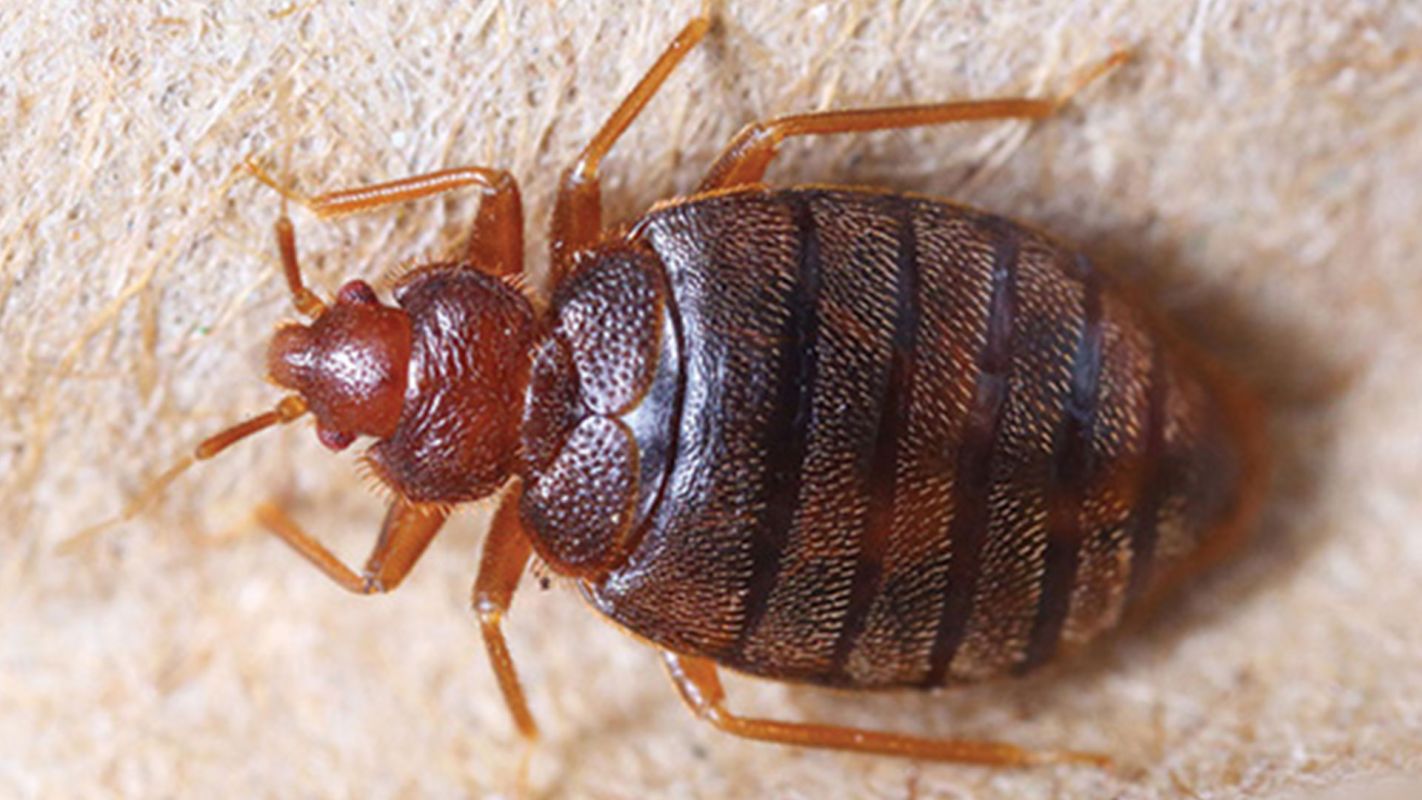 Bedbugs Exterminator Services Detroit MI