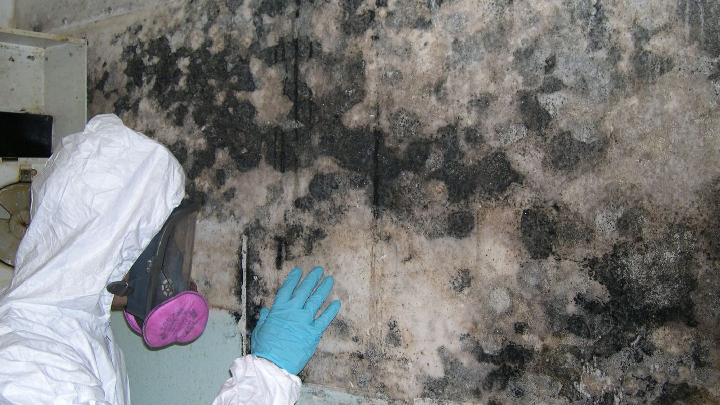 Black Mold Removal Lee's Summit MO