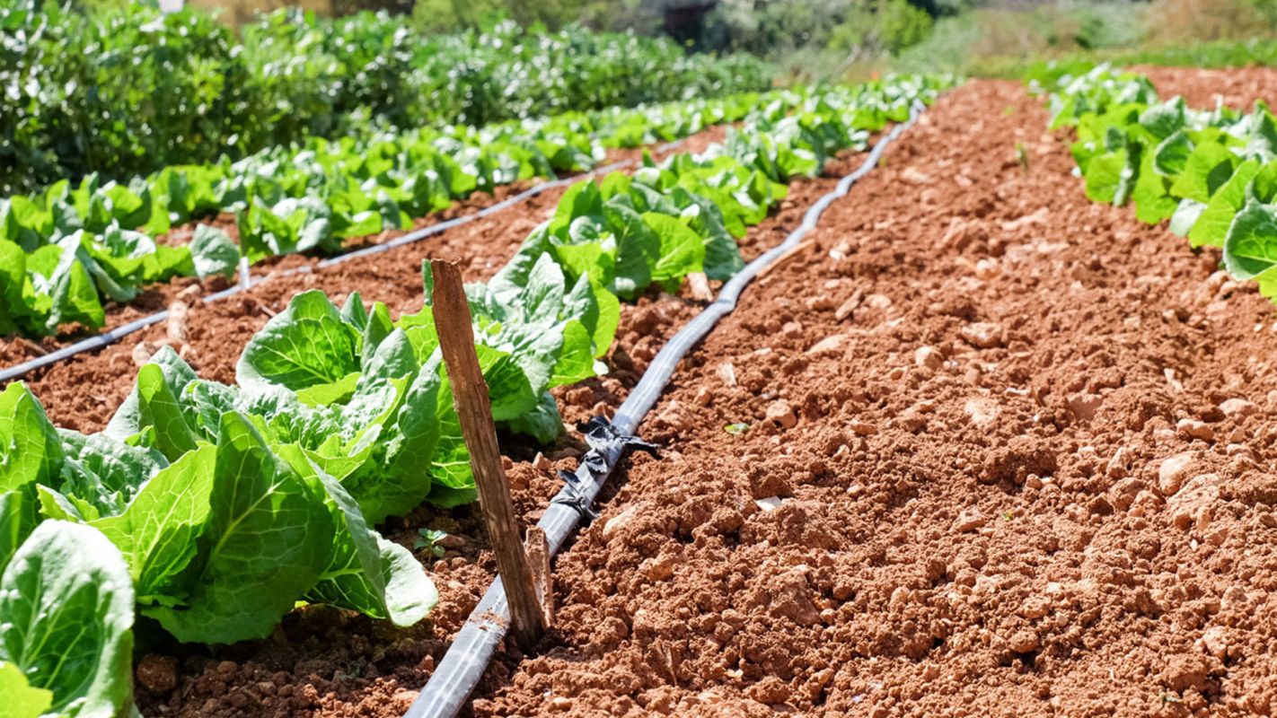 Drip Irrigation Davis CA