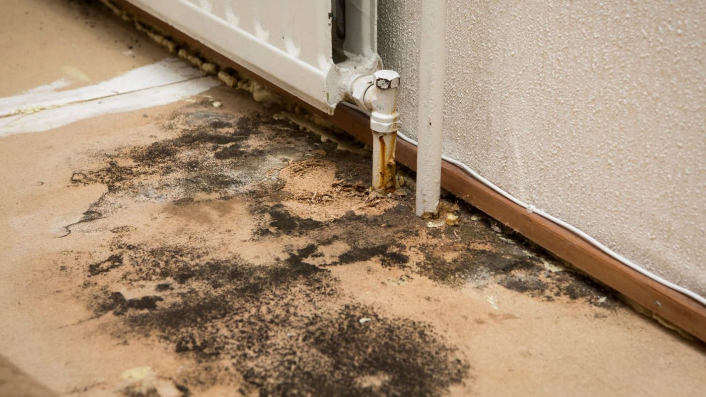 Mold Removal The Woodlands TX