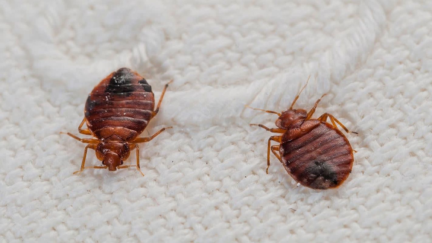 Bed Bug Fumigation Services Mission Viejo CA