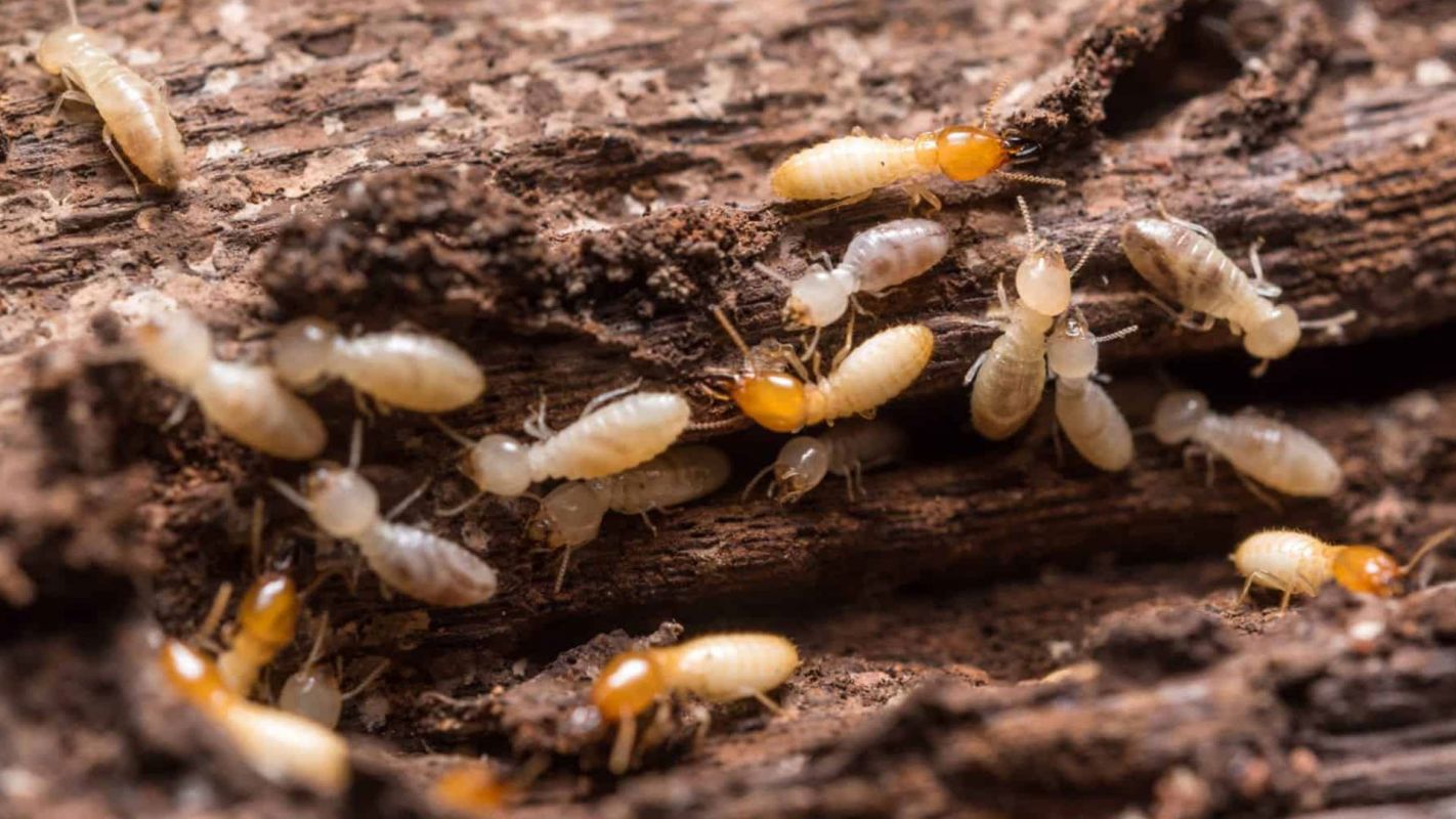 Termite Control Services Lake Forest CA