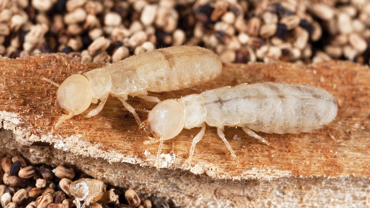 Termite Control Services Garden Grove CA