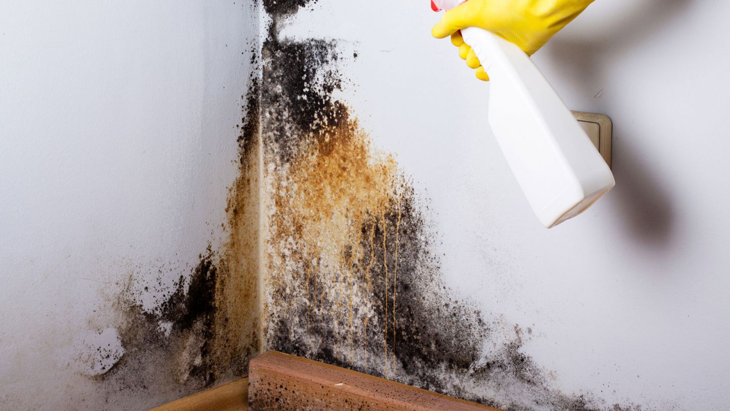 Mold Remediation Service Issaquah WA