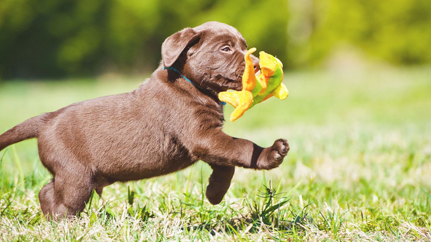 Puppies For Sale Loudoun County VA