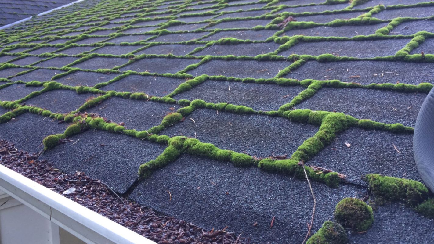 Roof Moss Removal Maplewood NJ