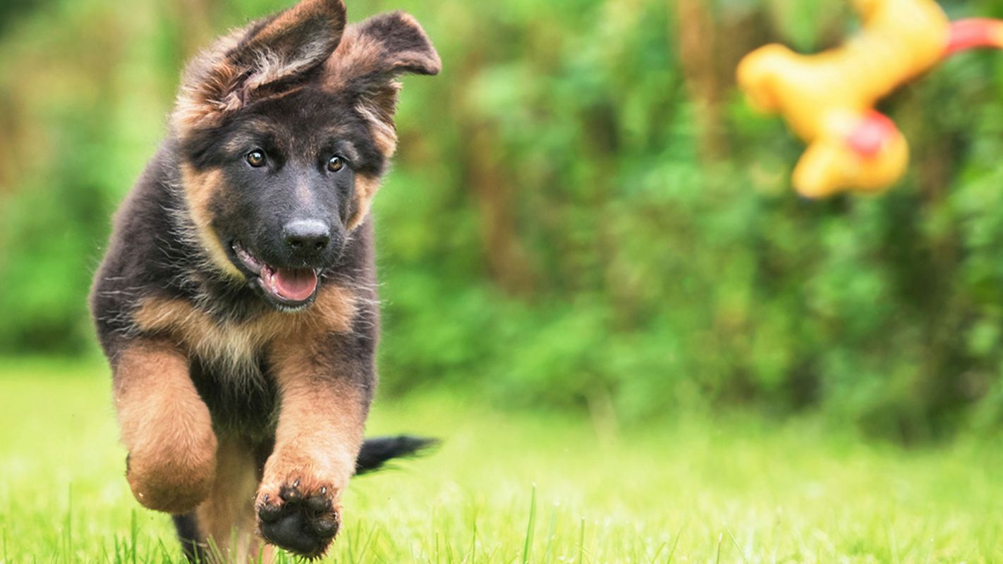 German Shephard Puppies For Sale Broad Run VA