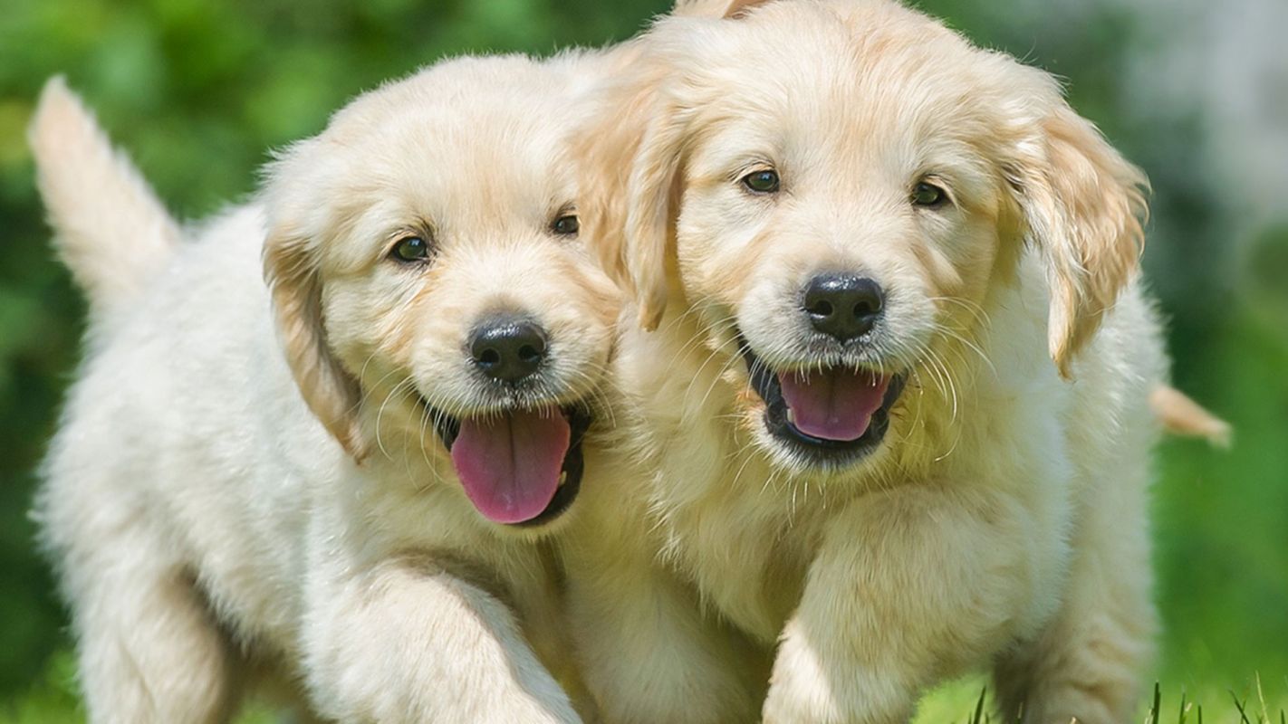 Golden Retriever Puppies For Sale Orlean VA