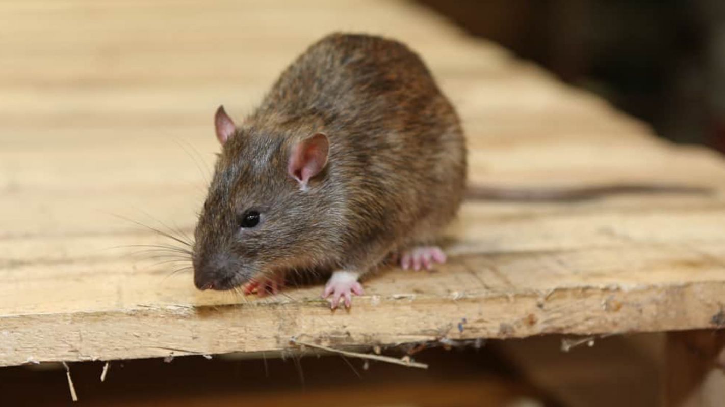 Rat Control Services Dallas TX