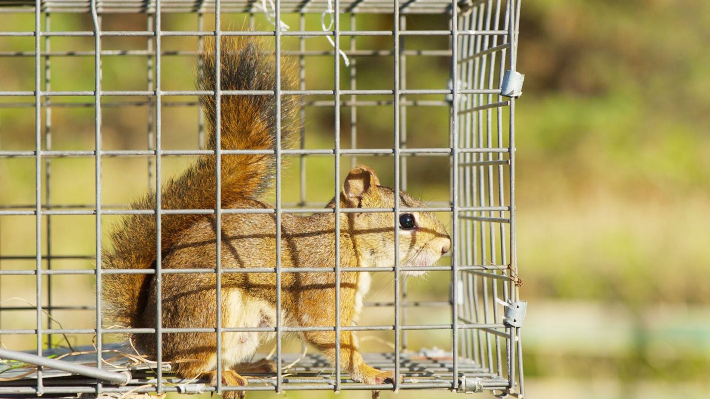 Squirrel Removal Services Dallas TX