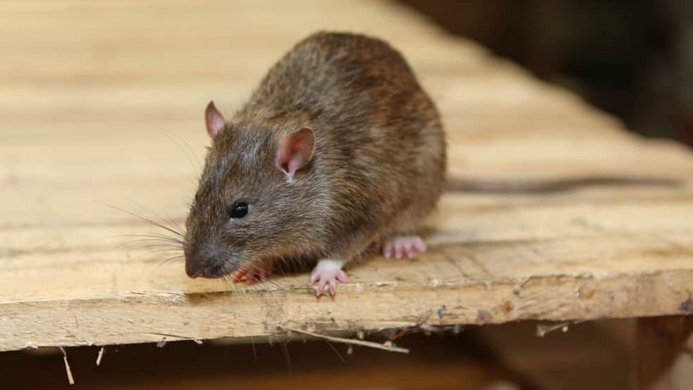 Rat Removal Services Frisco TX