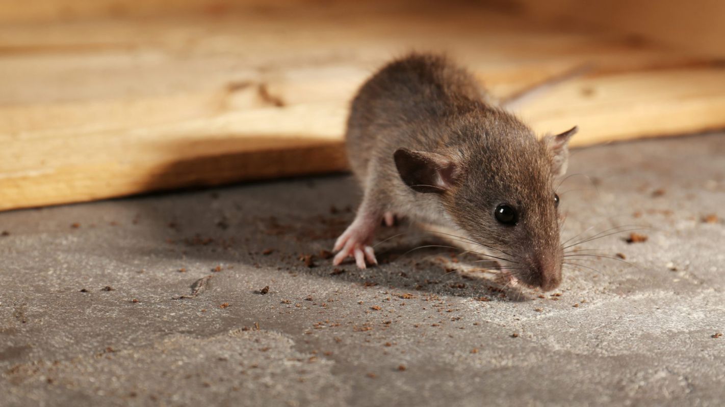 Residential Rodent Removal Services Allen TX