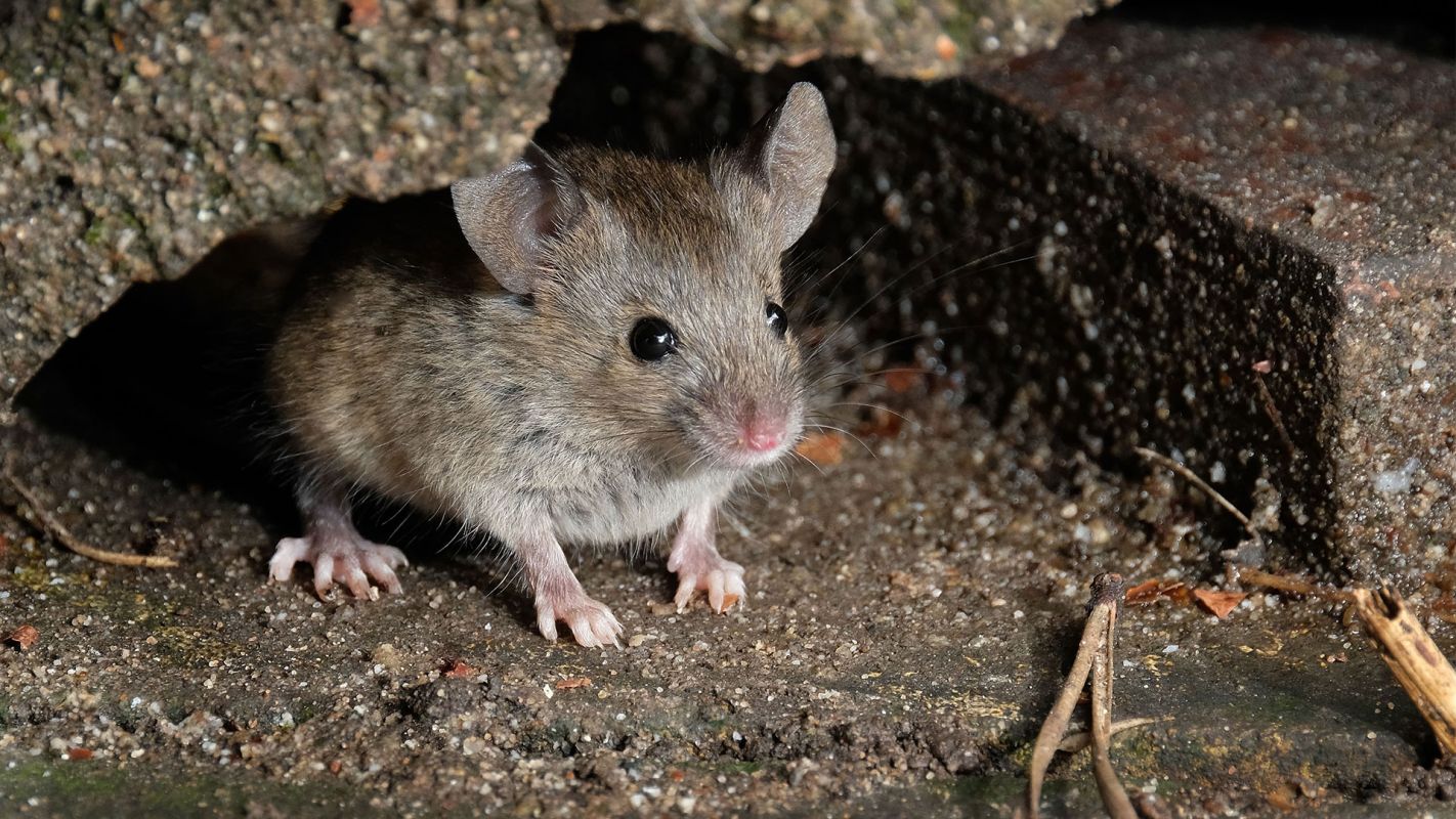 Commercial Rodent Removal Services Prosper TX