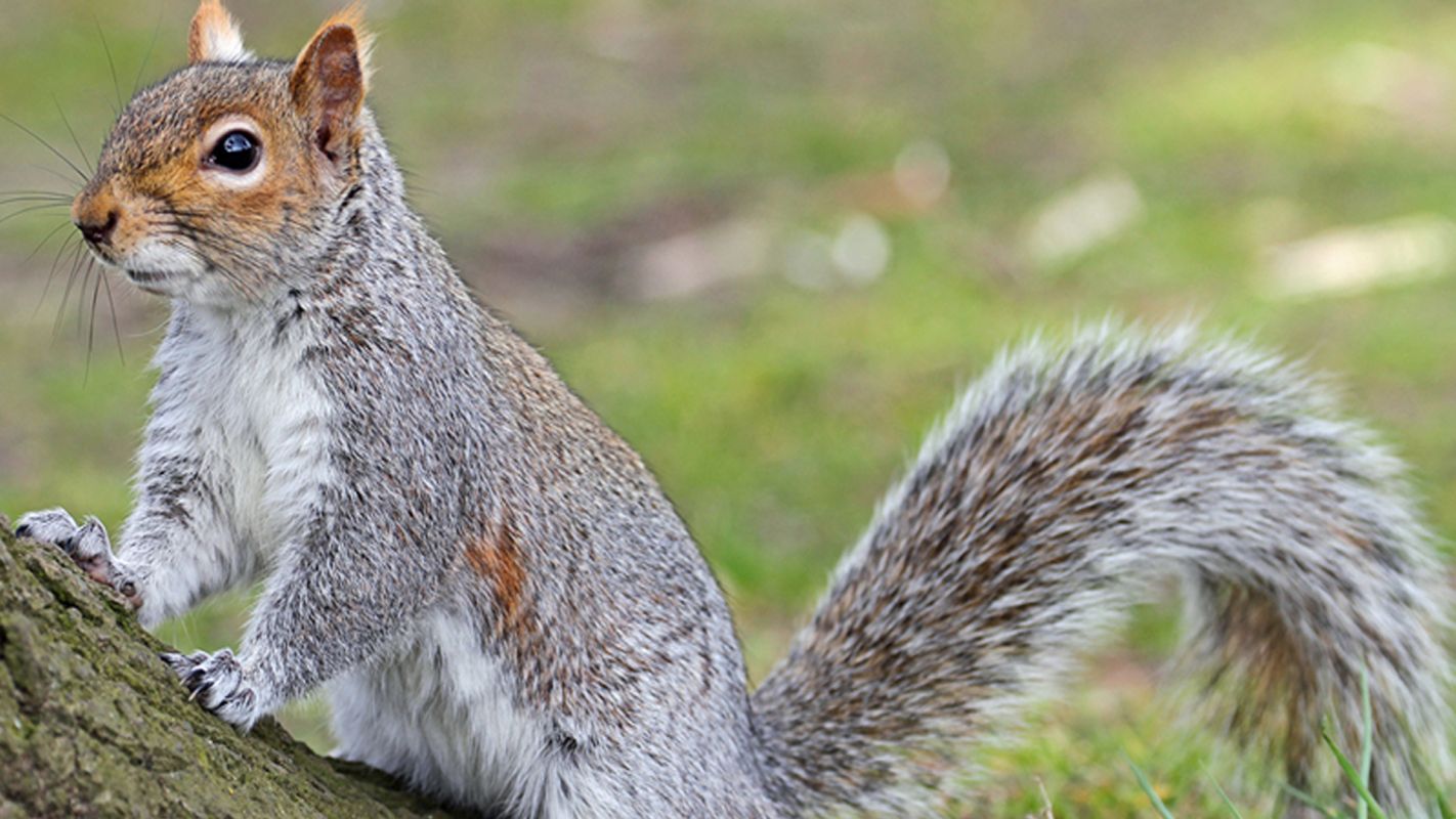 Squirrel Control Services Coppell TX