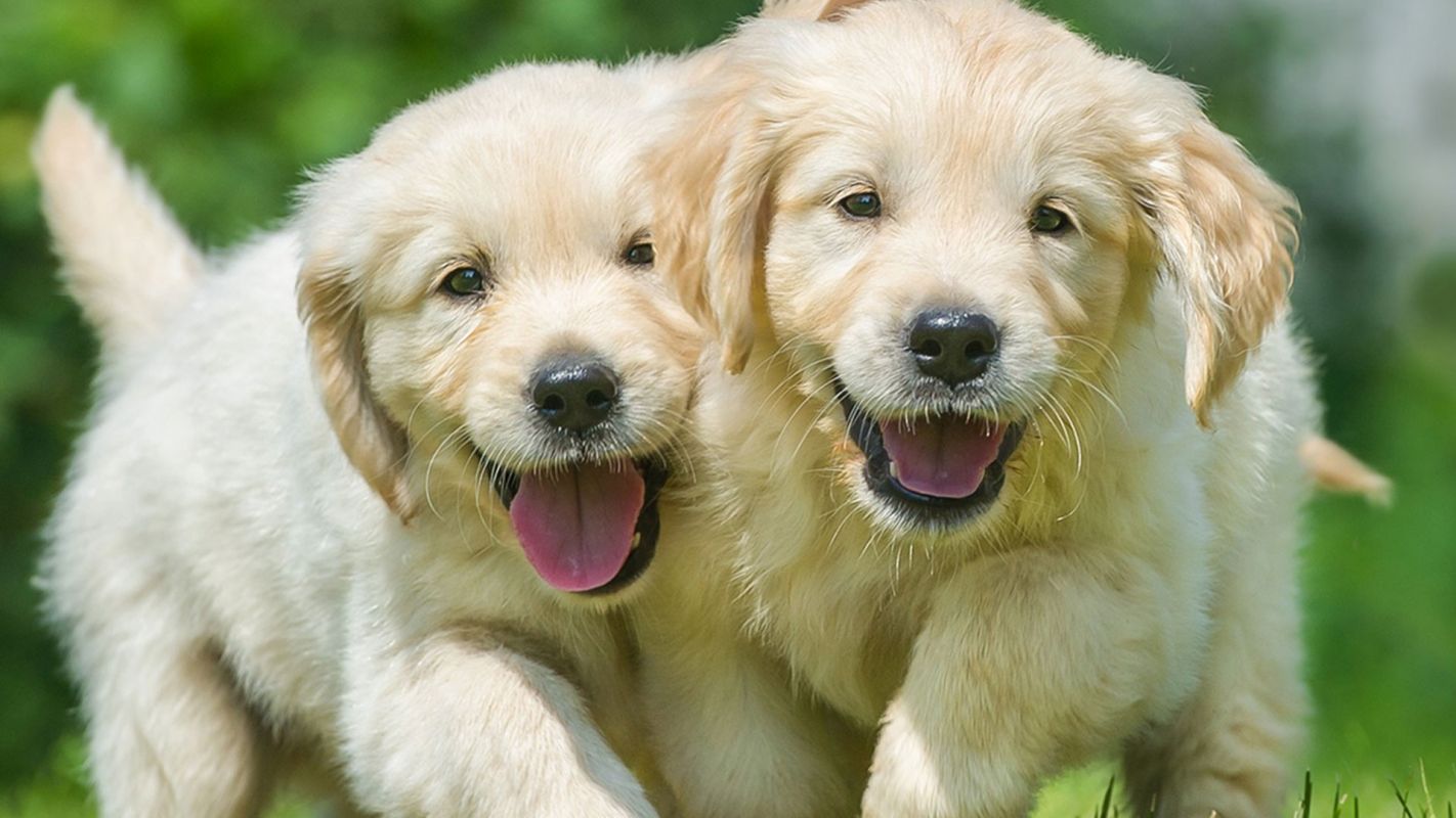 Golden Retriever Puppies For Sale Waldorf MD