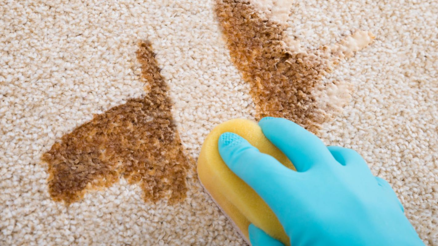 Carpet Odor Removal Arvada CO