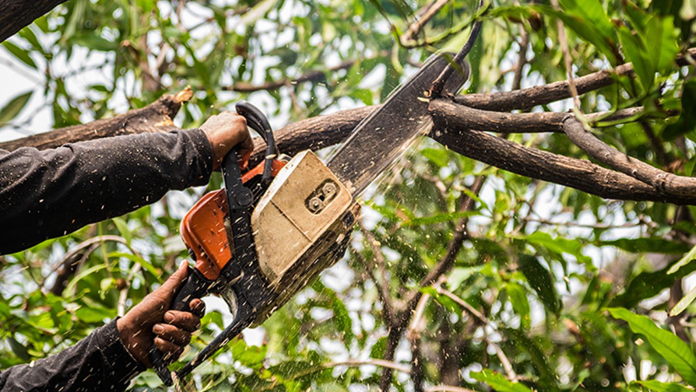 Tree Trimming Service Lexington MA