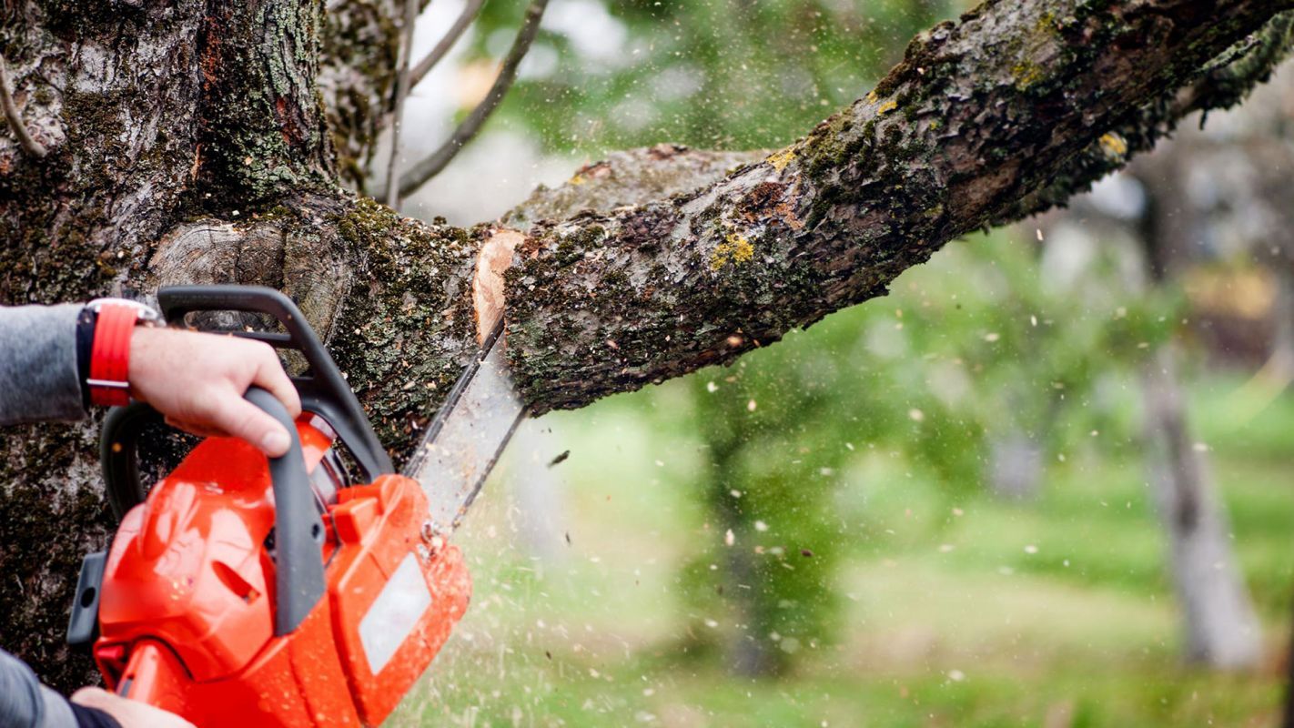 Tree Removal Services Lexington MA