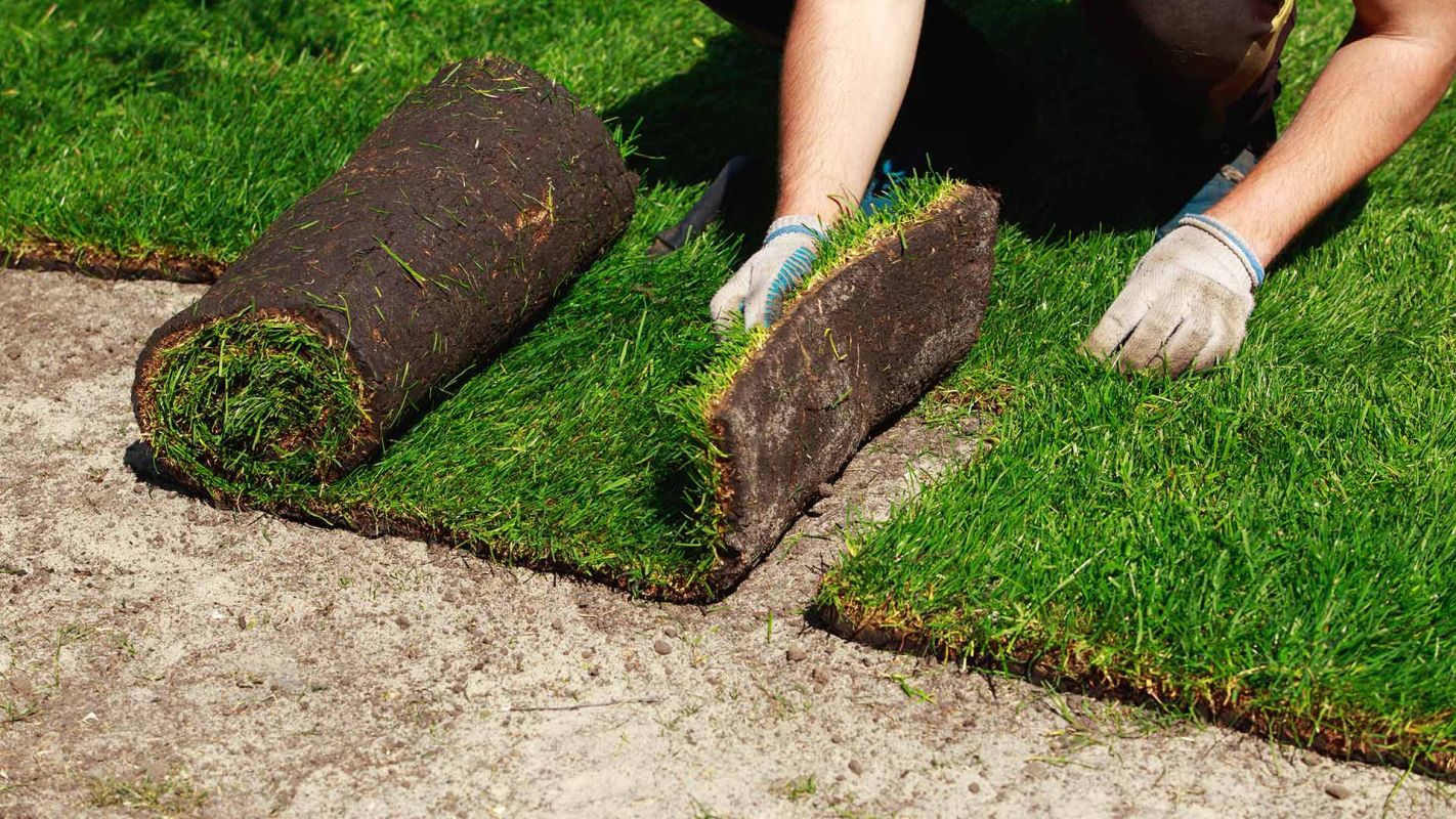 Sod Installation Punta Gorda FL