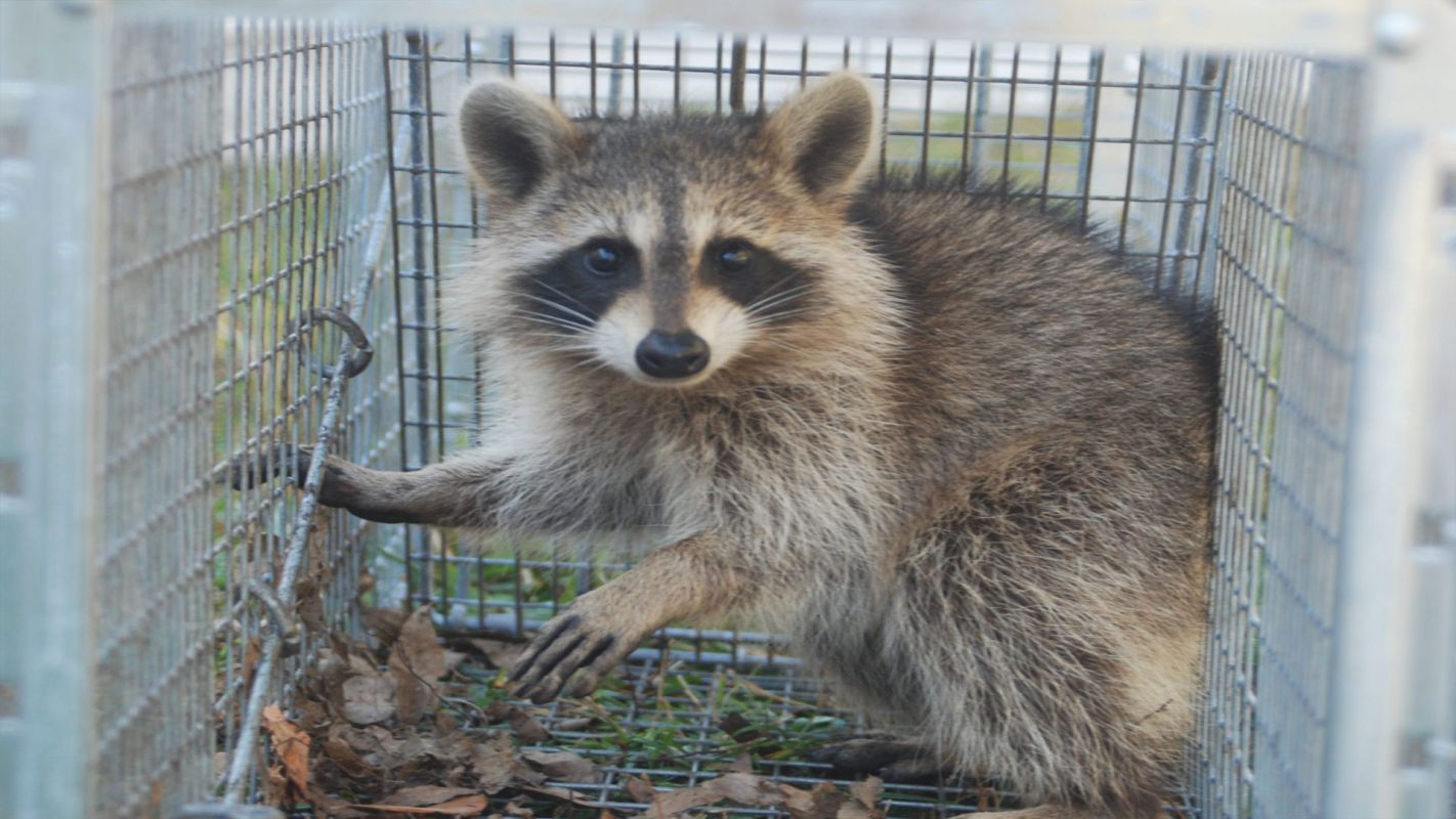 Wildlife Control Services Hamtramck MI