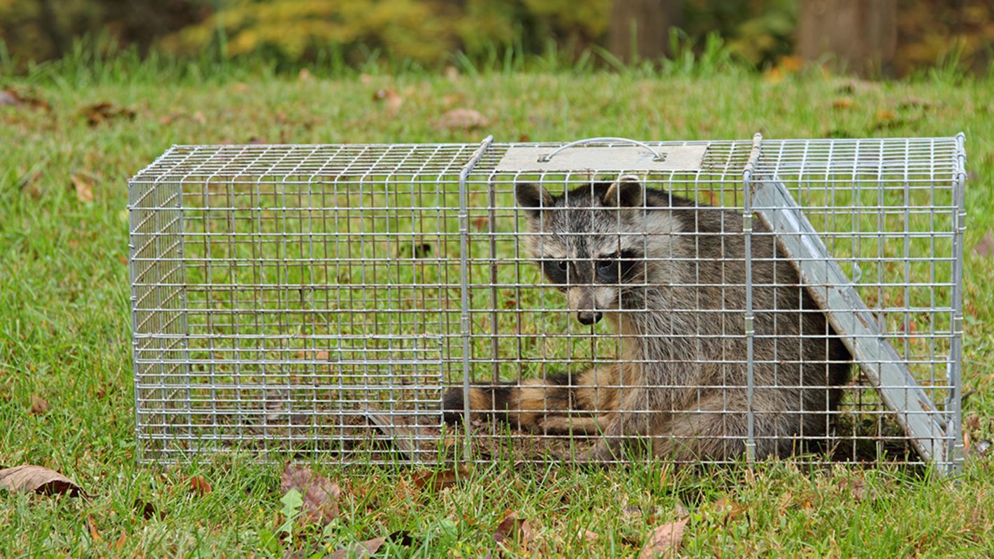 Raccoon Removal Services Nassau County NY