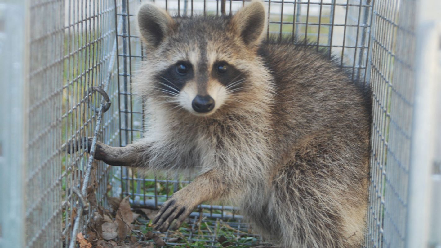 Raccoon Removal Cost Nassau County NY