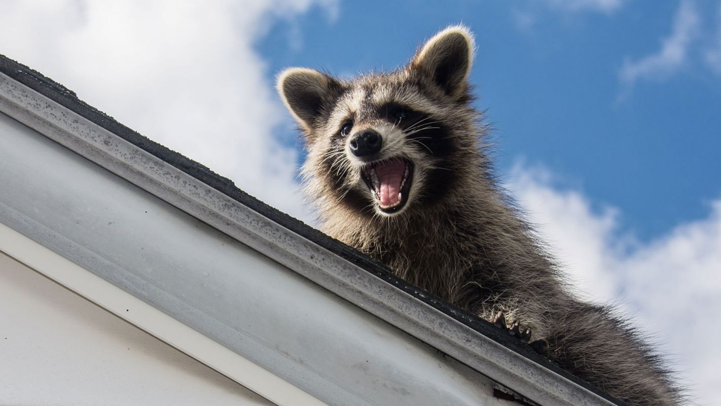 Raccoon Pest Control Services Nassau County NY