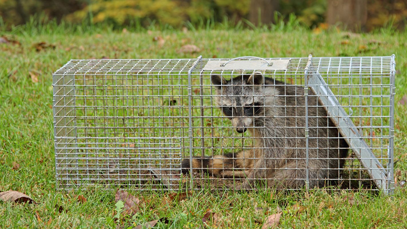 Raccoon Removal Services Suffolk County NY