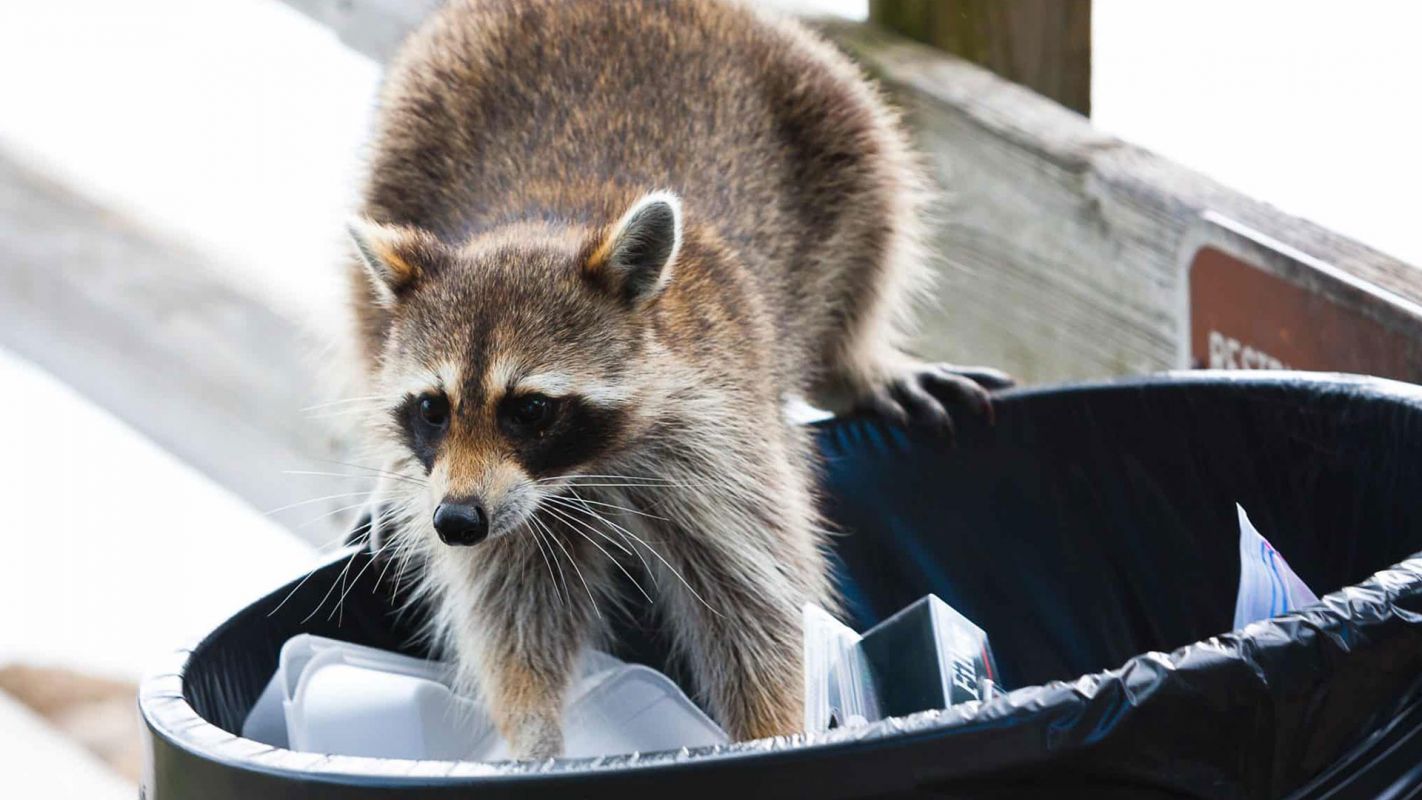 Raccoon Pest Control Cost Suffolk County NY