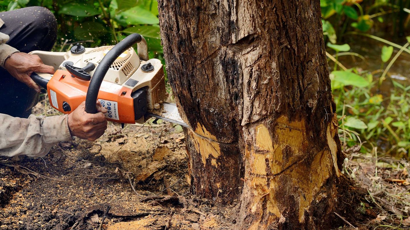 Tree Removal Services Morristown NJ
