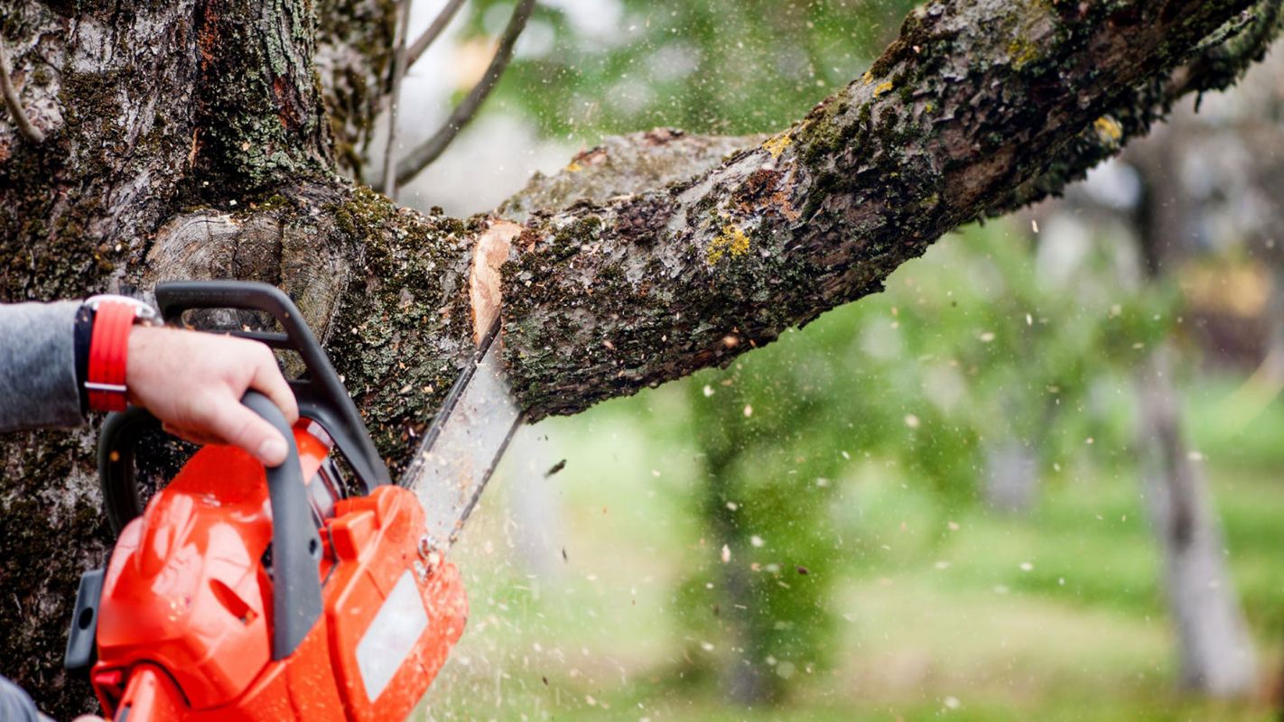 Tree Cutting Service Morristown NJ