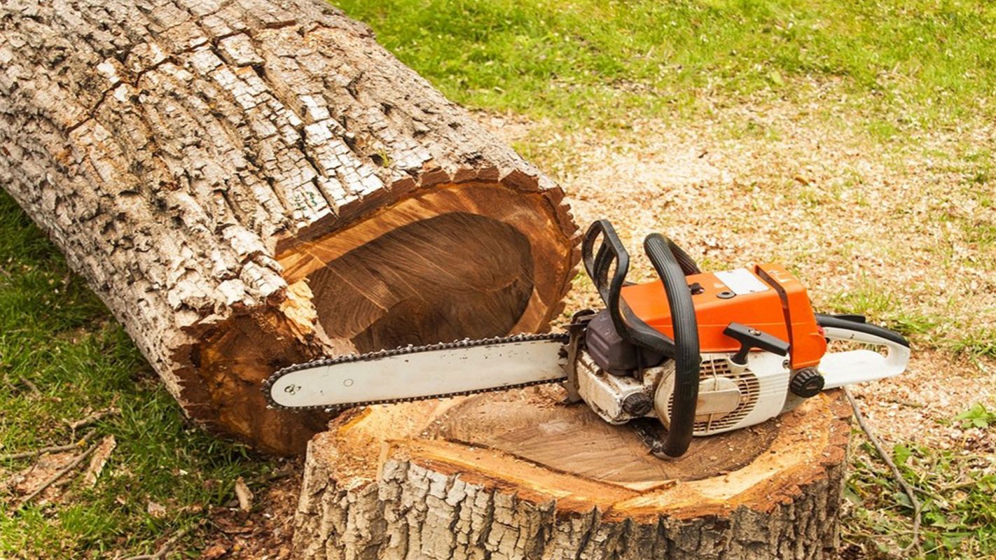 Tree And Stump Removal Services Dover NJ