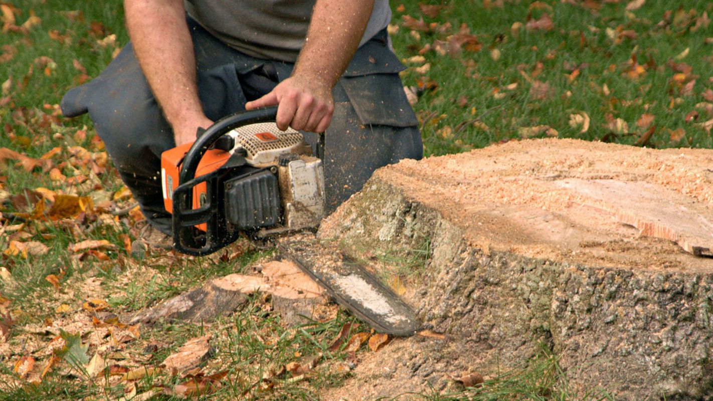 Tree Stump Removal Services East Hanover NJ