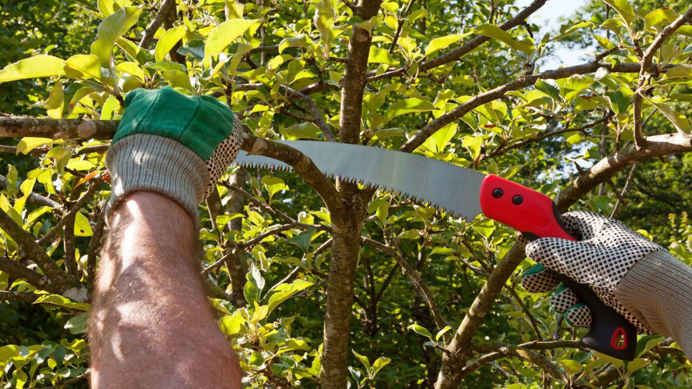 Tree Pruning Services Newark NJ